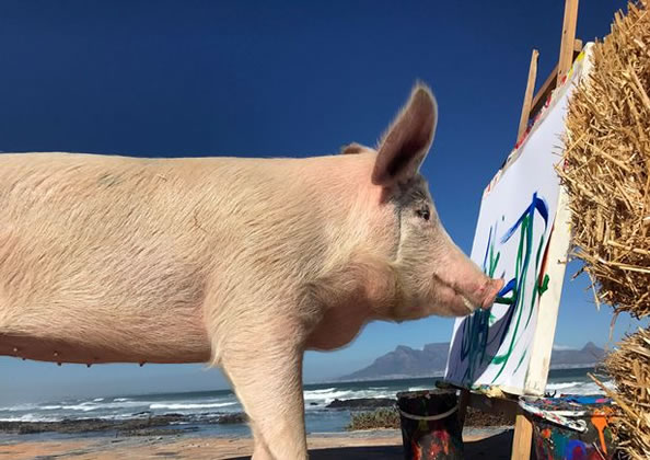 差点被宰，这头“猪画家” 一幅画能卖千元美刀