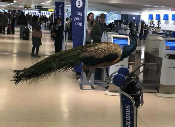 这女子带着孔雀，买了座位“想登机”，结果被拒绝