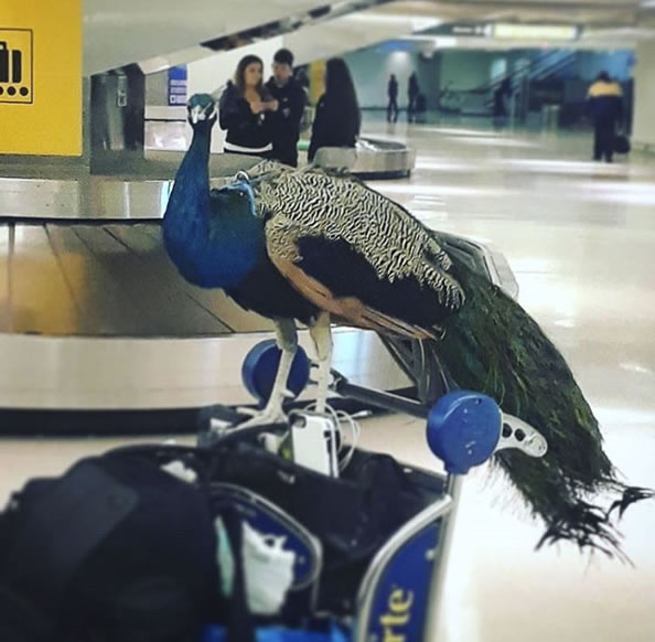 这女子带着孔雀，买了座位“想登机”，结果被拒绝