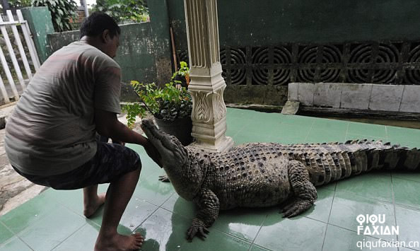 2.7米大鳄鱼随意放养，它是村里的明星，温顺如家犬
