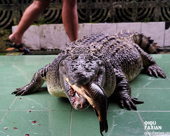2.7米大鳄鱼随意放养，它是村里的明星，温顺如家犬