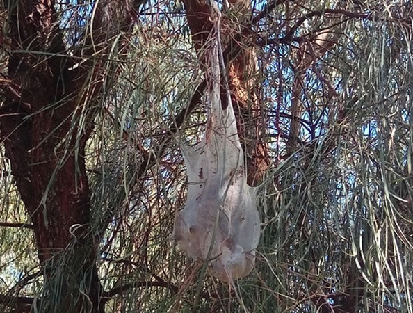 以为树上挂着是白色“塑料带”，走近一看吓一跳