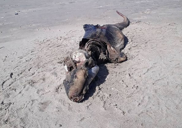 长约1.5米，英一女子海滩遛狗时撞见“神秘生物”