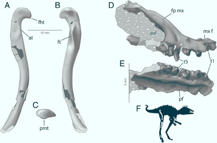 古生物学家发现“恐龙祖先”化石，身材竟意外的迷你
