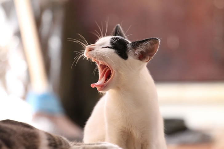 猫为什么呜呜叫？