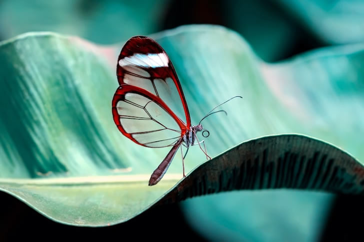 最美丽的蝴蝶，它有一对完美无暇的透明翅膀