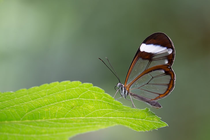 最美丽的蝴蝶，它有一对完美无暇的透明翅膀