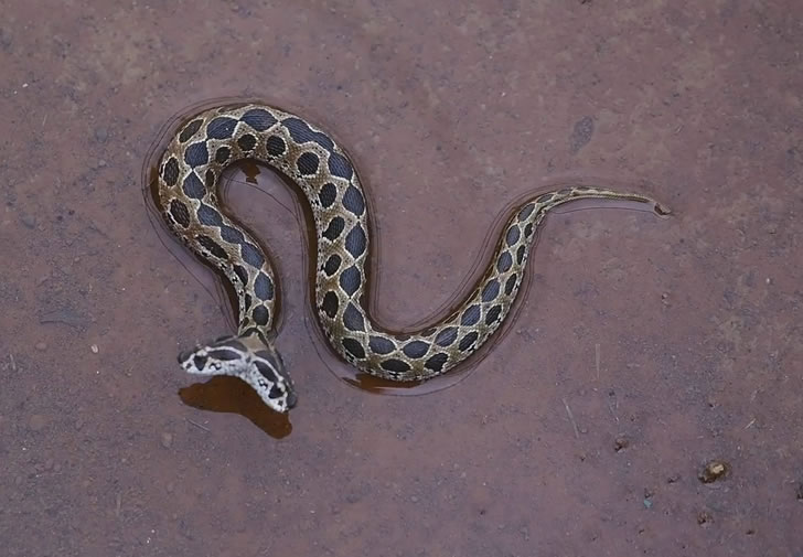 家门口意外发现罕见毒蛇，而且还是一条“双头蛇”