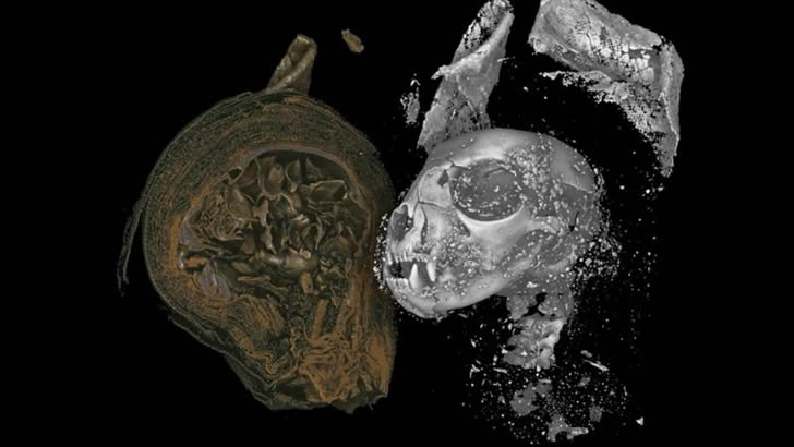高清3D扫描揭秘，埃及动物木乃伊“非同寻常”的细节