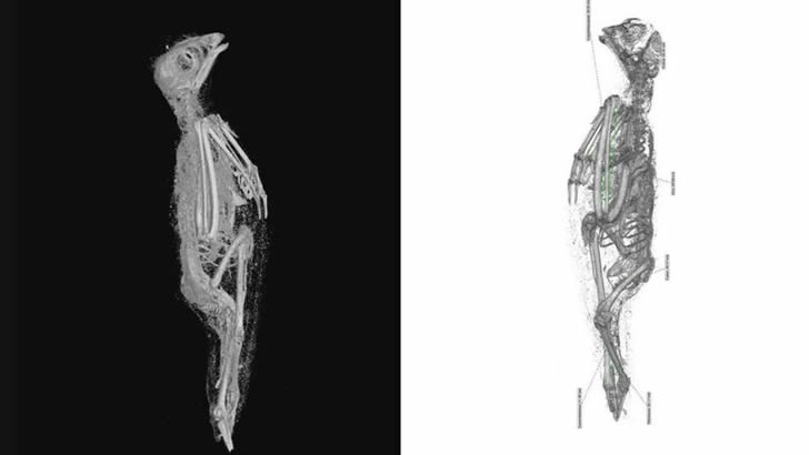 高清3D扫描揭秘，埃及动物木乃伊“非同寻常”的细节