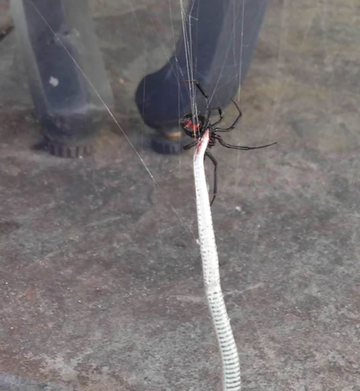 黑寡妇罕见猎杀巨蛇，蛇血染红了周围的蜘蛛网