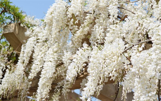 陆地上最长的植物 白藤可达400―500米