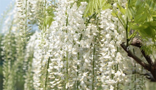 陆地上最长的植物 白藤可达400―500米
