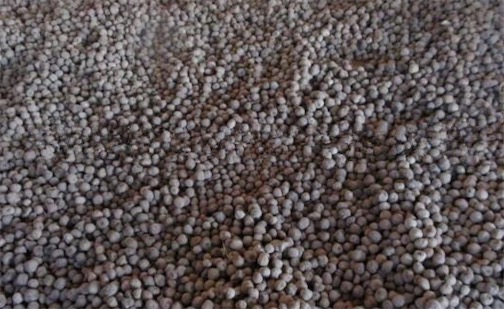 世界最小的种子 五万粒斑叶兰种子加起来只有0.025克重