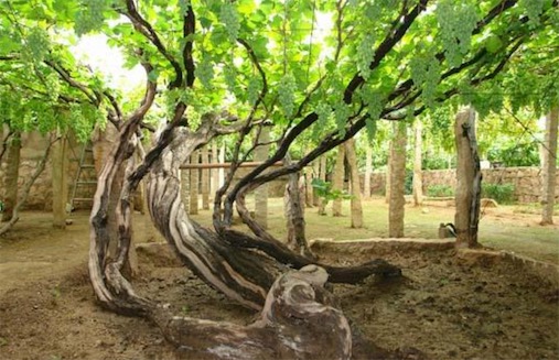 世界最大的葡萄树 有90多米树枝的葡萄树