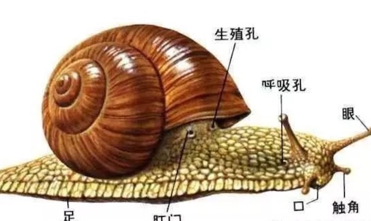 世界上牙齿最多的动物 蜗牛有25600颗牙齿