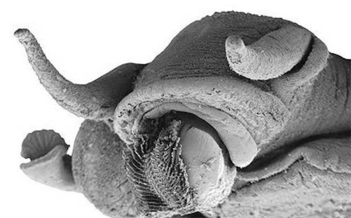 世界上牙齿最多的动物 蜗牛有25600颗牙齿