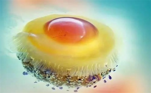 世界上最可爱的水母 蛋黄水母形似一颗水中荷包蛋