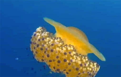 世界上最可爱的水母 蛋黄水母形似一颗水中荷包蛋