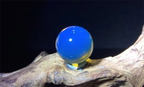 世界上最贵的蜜蜡 多米尼加蓝珀只有在博物馆能见到