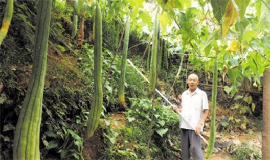 世界上最长的丝瓜 河北现四米长的丝瓜