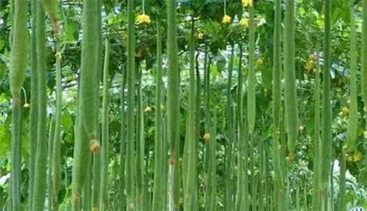 世界上最长的丝瓜 河北现四米长的丝瓜