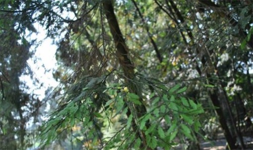 出木材最多的树 鸡毛松树干直径达三米