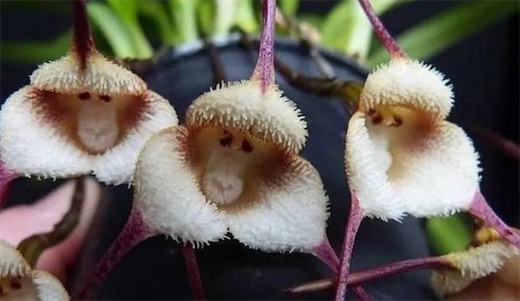 最像猴子的花卉 猴面小龙兰长着猴脸