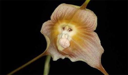 最像猴子的花卉 猴面小龙兰长着猴脸