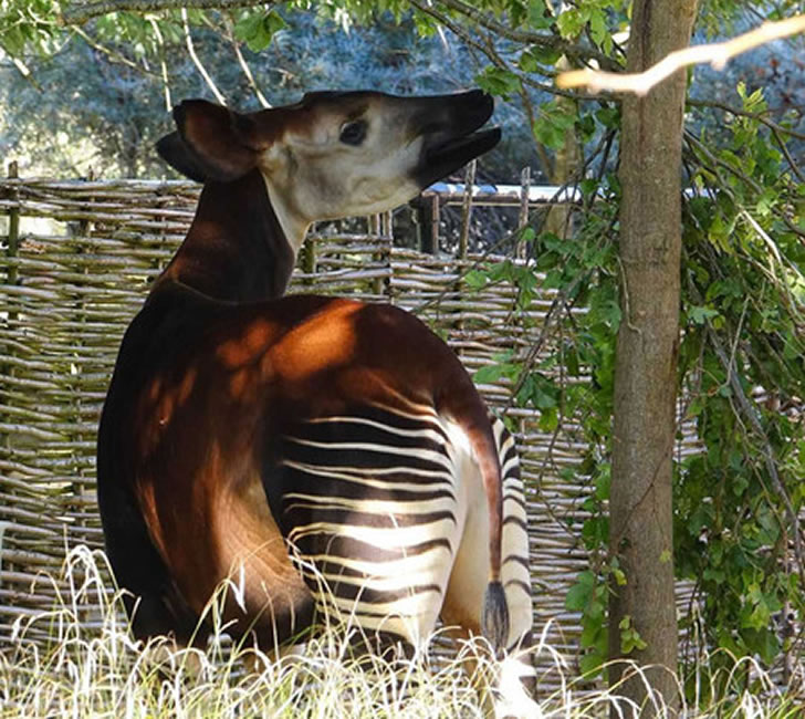 它是长颈鹿唯一尚未灭绝的近亲，被称为“非洲独角兽”
