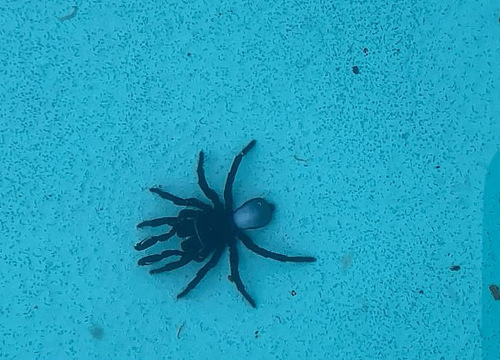 游泳池底惊见黑色一坨，没想到是20只毒蜘蛛，还是活物