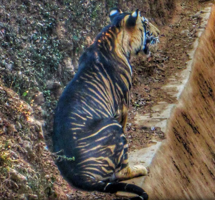 全世界不到10只，极其罕见的“黑老虎”被发现