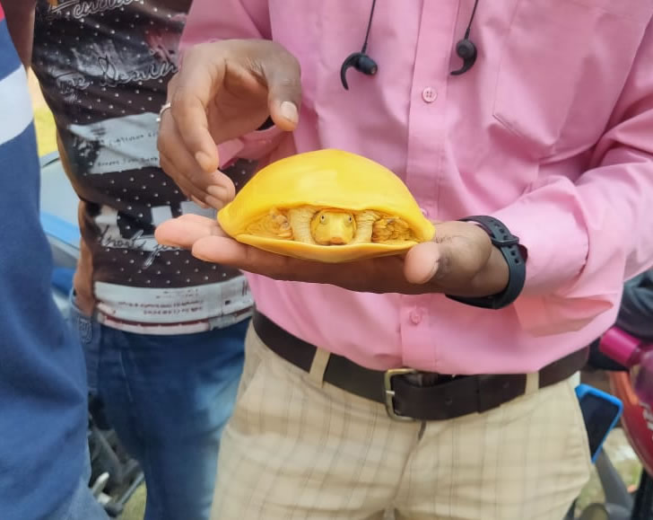 印度发现罕见的“金黄色乌龟”，除了眼睛，通体金黄