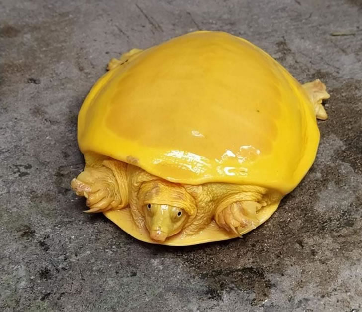 印度发现罕见的“金黄色乌龟”，除了眼睛，通体金黄
